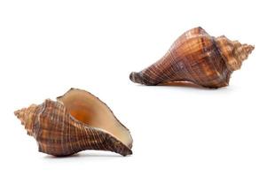 Seashell isolated on a white background photo