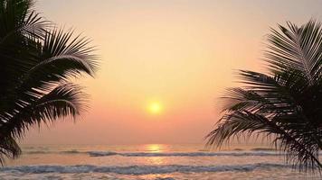 Coconut palm tree near sea ocean beach at sunset