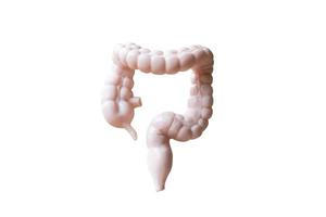 Modelo humano anatómico del intestino grueso aislado sobre un fondo blanco. foto