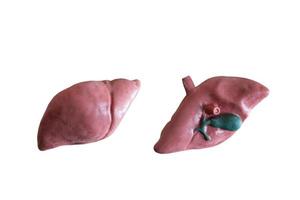 Anatomical model of a human liver isolated on a white background