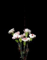 Pink carnations on black photo