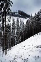 Snow covered spruce forest photo