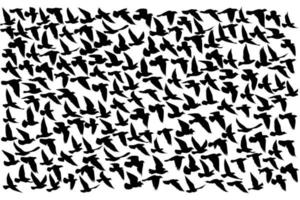 siluetas de aves voladoras sobre fondo blanco. ilustración vectorial. vuelo de pájaro aislado. diseño de tatuaje. vector