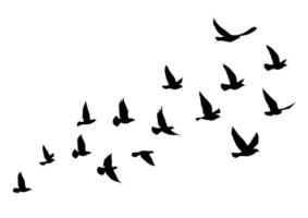 siluetas de aves voladoras sobre fondo blanco. ilustración vectorial. vuelo de pájaro aislado. diseño de tatuaje.