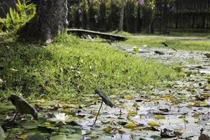 Green grass with a pond photo