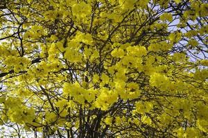 Beautiful yellow summer flower blossom photo