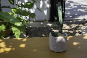 Cactus in a pot outside photo