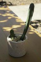 Cactus in a plant pot photo