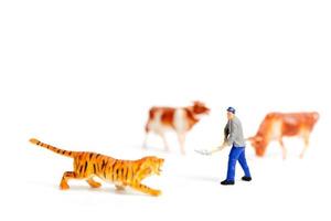 Miniature farmer protecting cows when a tiger is attacking on a white background photo