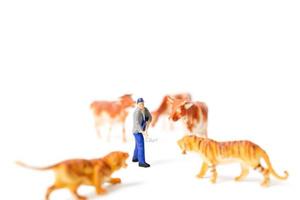 Miniature farmer protecting cows when a tiger is attacking on a white background photo