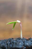 Green sprout growing over a brown background, seedling and plant photo