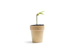 Green sprouts growing in a pot on a white background photo