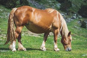 Chestnut horse grazing in a meadow photo