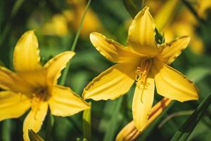 Yellow flowers and buds of Daylily photo