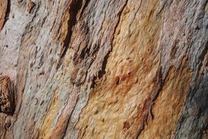 Textura de corteza de un viejo árbol de eucalipto foto