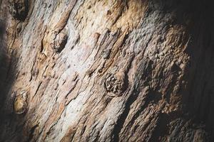 Texture of bark of an old eucalyptus tree photo