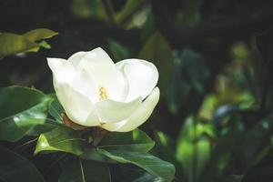 White magnolia flower among the green foliage photo