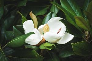 White magnolia flower among the green foliage photo