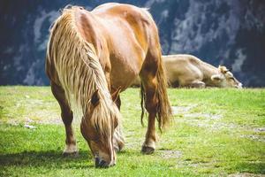 Chestnut horse grazing in a meadow