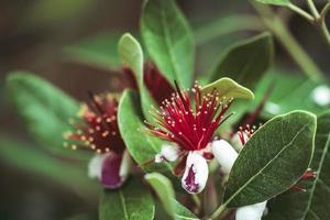 Exotic red flowers of Pineapple Guava tree photo