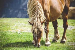 Caballo castaño pastando en una pradera foto