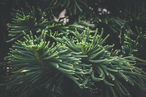 Needle leaves of Norfolk Island pine tree photo