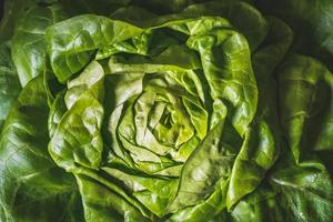 hojas verdes y frescas de una lechuga mantecosa orgánica foto