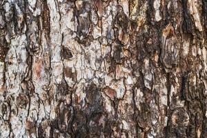 Textura de la corteza de un pino viejo