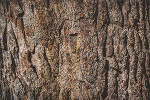 Texture of the bark of an old pine tree photo