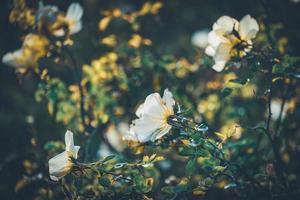 Flowers of mini rose bushes photo