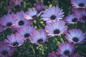 Purple and pink flowers of African daisy photo