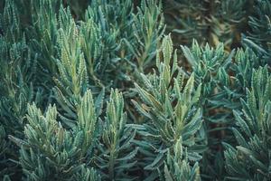 Green leaves of Sweet lavender photo