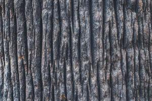 Textura de corteza de palmera de abanico de California