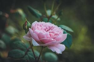 Rosa claro y capullos en un jardín. foto