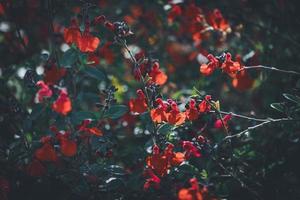 Tiny red flowers of sage photo