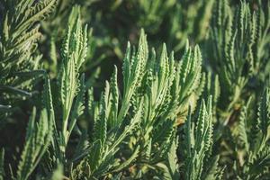 Green leaves of sweet lavender photo