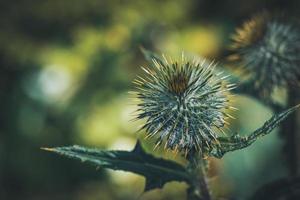 Close-up of a small thistle bud photo