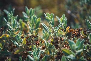 Fruits and evergreen leaves of a rock rose shrub photo