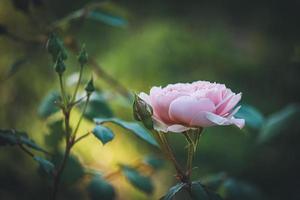 Rosa claro y capullos en un jardín. foto