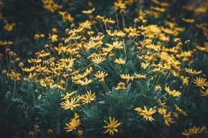 Flowers and buds of yellow daisies photo