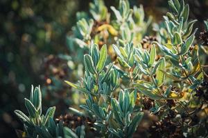 Fruits and evergreen leaves of a Rock Rose shrub photo