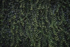 Evergreen leaves of climbing ivy photo