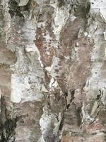 Birch bark close-up photo