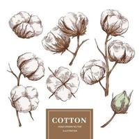 colección de ramas de algodón vector