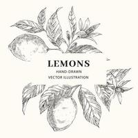 Lemon hand drawn vector frame layout