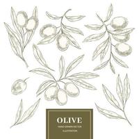 Olive tree element collection