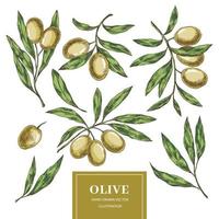 Olive elements collection vector