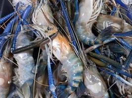 Fresh river prawn from the fish market photo