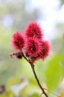 hierba bixa orellana l. bixaceae, macro foto