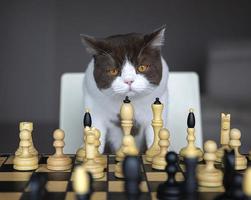 Grave gato británico de pelo corto jugando al ajedrez en el tablero de ajedrez foto